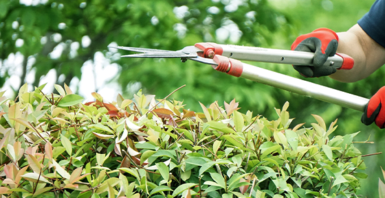 庭木の剪定イメージ